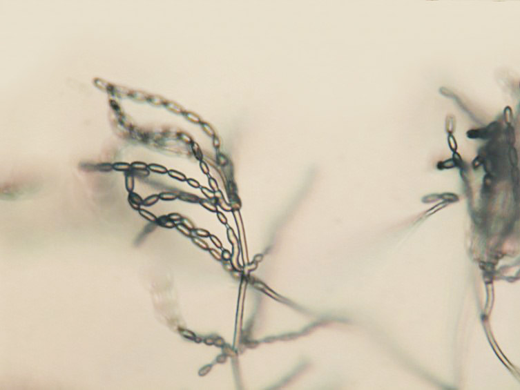 Cordyceps lepidopterorum